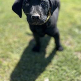 Labrador Retriever Puppies from J and D Retrievers