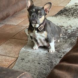 Tilly - French Bulldog