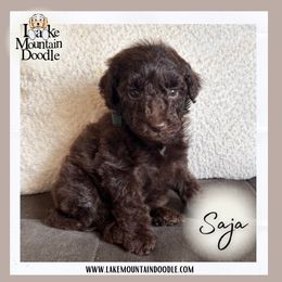 Saja - Chocolate male Double Doodle puppy in Eagle Mountain, Utah from Lake Mountain Doodle