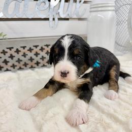 Punch - Tri-color female Bernedoodle puppy in Hegins, Pennsylvania from Bubbling Springs Doodles, LLC