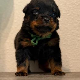 Green - Black and mahogany male Rottweiler puppy in Kissimmee, Florida from Macht Haus Rottweilers