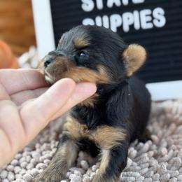 Tiny Girl 4 - Black and gold female Yorkshire Terrier puppy in Charleston, West Virginia from Mountain State Puppies
