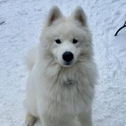 Samoyed puppies from Snowbright