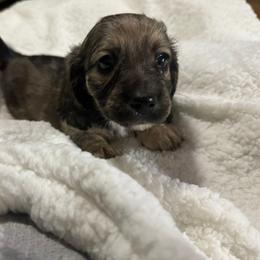 Heavy Shade Cream - Cream male Dachshund puppy in Snow Camp, North Carolina from V's Southern Angels