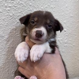 Australian Cattle Dog Puppies from Hangin R Kennels