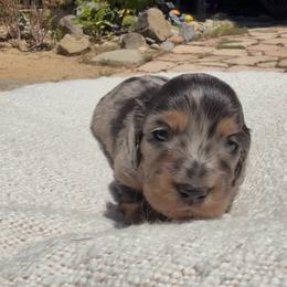 Zelle - Dapple female Dachshund puppy in Santa Rosa, California from Signature Mini Dachshunds