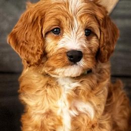 Australian Labradoodle, Cavapoo, and Goldendoodle Puppies from Deer Creek Labradoodles