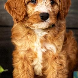 Australian Labradoodle, Cavapoo, and Goldendoodle Puppies from Deer Creek Labradoodles