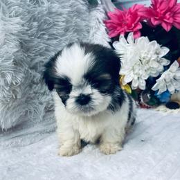 Sara - Black gold and white female Shih Tzu puppy in Elgin, South Carolina from Silver Bells Paw Prints