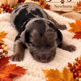 George - Merle male Goldendoodle puppy in North Branch, Michigan from Graceful Miniature Goldendoodles
