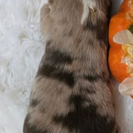 Australian Shepherd Puppies from SugarWood
