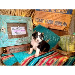 Australian Shepherd Puppies from Black Cow Kennels
