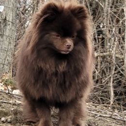 Tortuga - Pomeranian