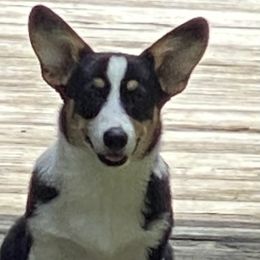 Clyde - Pembroke Welsh Corgi