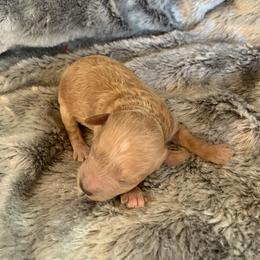 Boy 1 - Apricot male Goldendoodle puppy in Haddam, Kansas from Golden B Acres