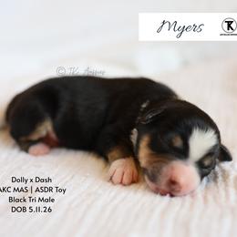 Myers- BTM1 - Black tri male Toy Australian Shepherd puppy in Nacogdoches, Texas from TK Standard, Mini, & Toy Aussies