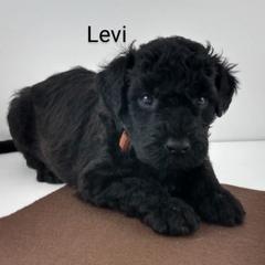 Poodle and Whoodle Puppies from Twin Pines