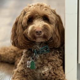 Milan - Australian Labradoodle