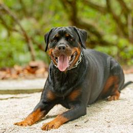 Cassi - Rottweiler