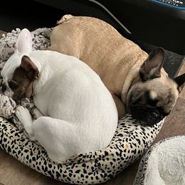 French Bulldogs from Southern Comfort French Bulldogs