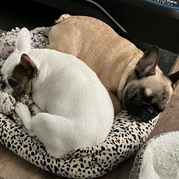 French Bulldogs from Southern Comfort French Bulldogs