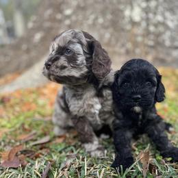 Annie Armstrong - Merle female Cockapoo puppy in Tallahassee, Florida from Panhandle Pups