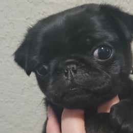 Boy 3 - Black Pug puppy in Brush Prairie, Washington from Paradise Peaks