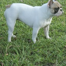 American Bulldogs and French Bulldogs from Slumski's Bulldogs