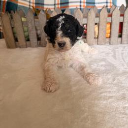 Tin Man - Parti male Poodle puppy in Luana, Iowa from Country View Bernedoodles and Goldendoodles