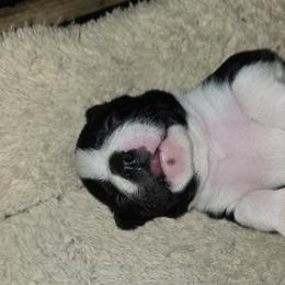Uno - Black brindle and white male Boston Terrier puppy in Brooksville, Florida from I Love Pups