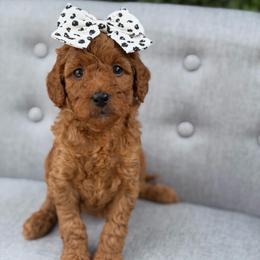 Stevie - Red  female Goldendoodle puppy in Queen Creek, Arizona from Goldendoodle AZ