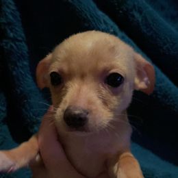 Chihuahua Puppies from Grandbaby Chihuahuas