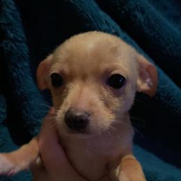 Chihuahua Puppies from Grandbaby Chihuahuas