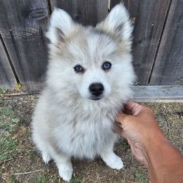 Rose - Tri-color female Pomsky puppy in West Sacramento, California from Northern Cali Pomskies