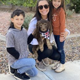 Aussiedoodle Puppies from Gore Doodle Ranch