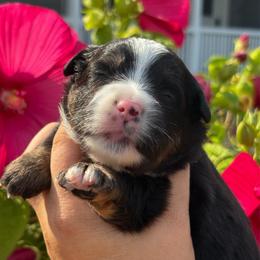 Fern - Black tri female Toy Australian Shepherd puppy in Quincy, Michigan from Ivy Meadows and Friends