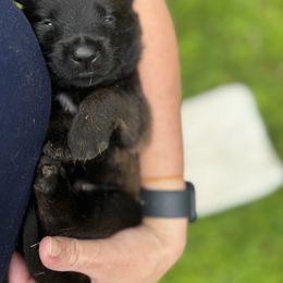 Girl 2 - Black sable female Belgian Malinois puppy in Russellville, Kentucky from KCK9