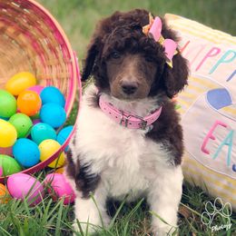 Poodle Puppies from The Parti Collection