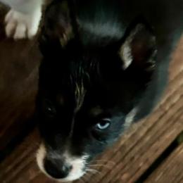 Rob Will - Black and white male Siberian Husky puppy in Union, Mississippi from Siberians of WildHeart