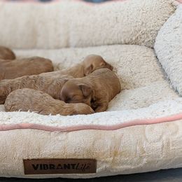 Bernedoodle and Cavapoo Puppies from Wag'in Tails