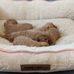 Bernedoodle and Cavapoo Puppies from Wag'in Tails