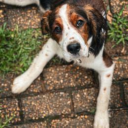 English Springer Spaniel Puppies from Butterfield Trail Farm