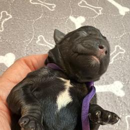 Purple 'Esme' - Black female Schnoodle puppy in Saint Augustine, Florida from Gunnie Luv, LLC