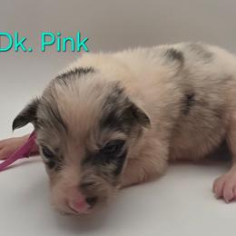 Dk Pink - Blue merle female Border Collie puppy in Itasca, Texas from KMA Ranch