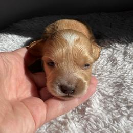 Mordecai - Cream male Dachshund puppy in Burleson, Texas from Sarah’s Dachshies