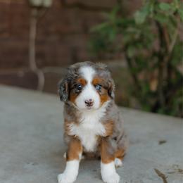 Porscha MICRO - female Australian Mountain Doodle puppy in Dalton, Ohio from Haven Doodles