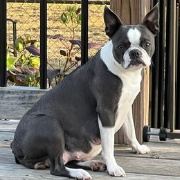 Kaia - Boston Terrier