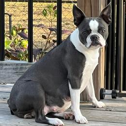 Kaia - Boston Terrier