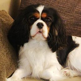 Cavalier King Charles Spaniels from Crownrose Cavaliers