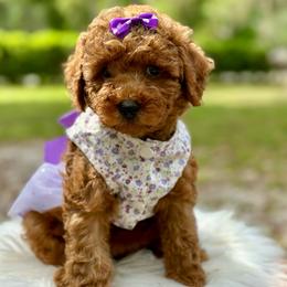 Paprika - Red  female Poodle puppy in Palm Beach County, Florida from Benji’s Cockapoos